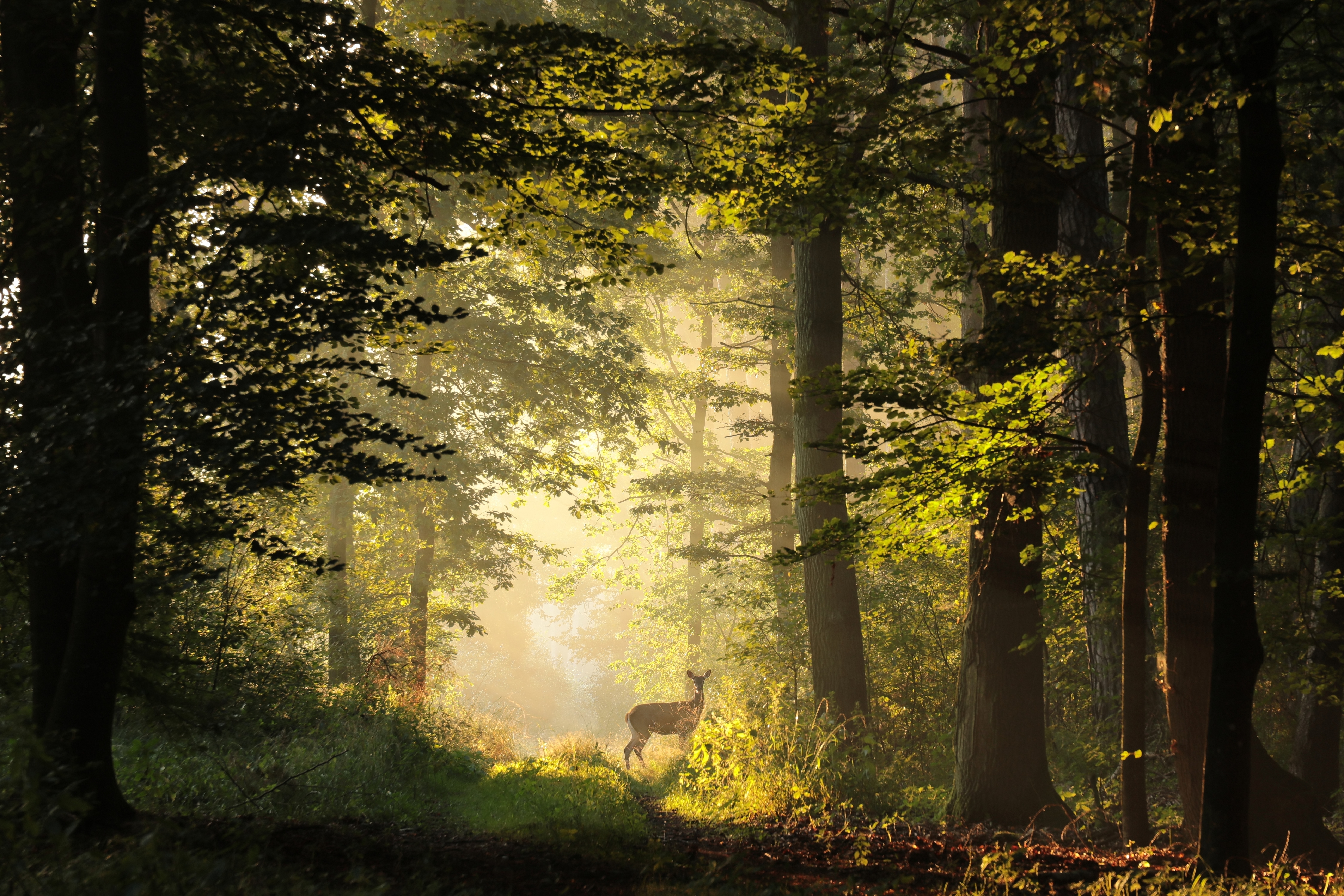 Deer in the woods in the background with light beaming onto it within a countryside setting