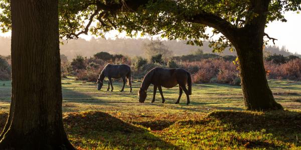 Regency Trees Tall Trees | Park Home Bungalows in Christchurch, Dorset | Regency Living